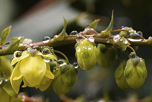 dew drops on green plant