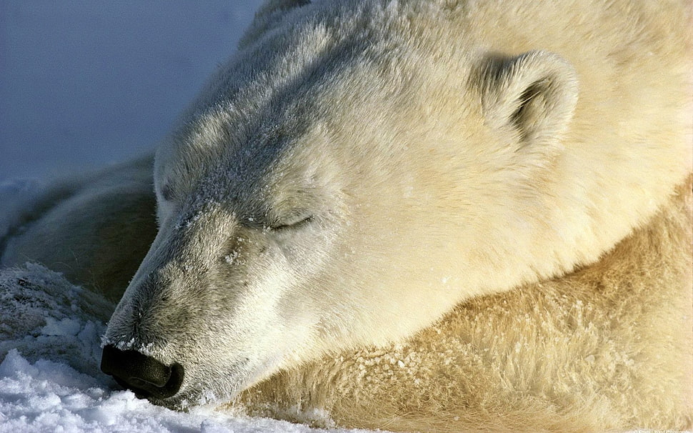 sleeping Polar bear HD wallpaper