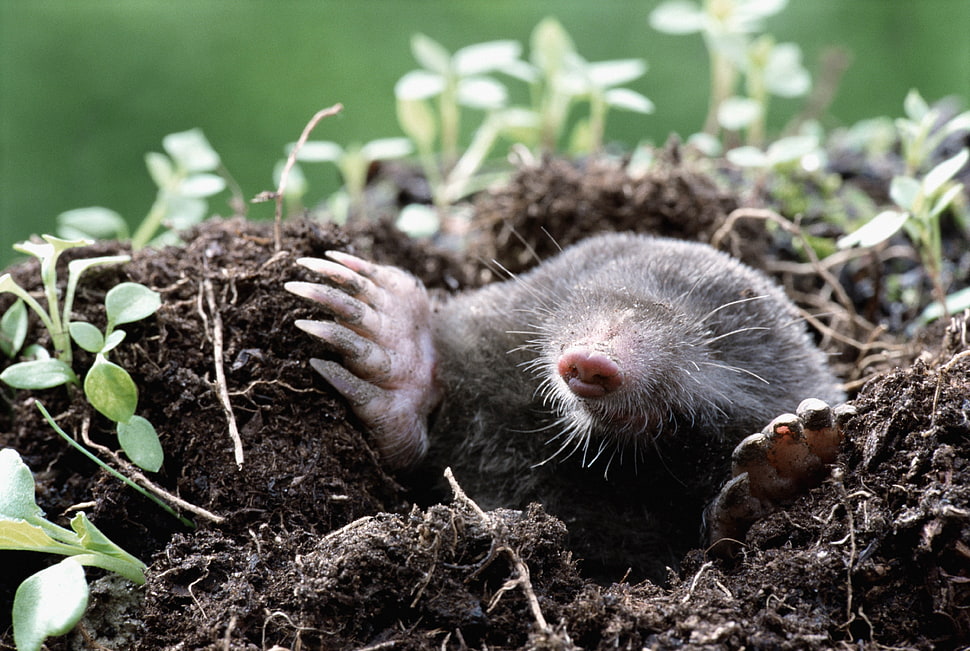 black ground mole close-up photography HD wallpaper