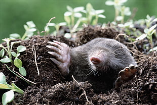 black ground mole close-up photography