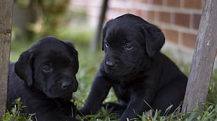 two Labrador Retriever puppies HD wallpaper