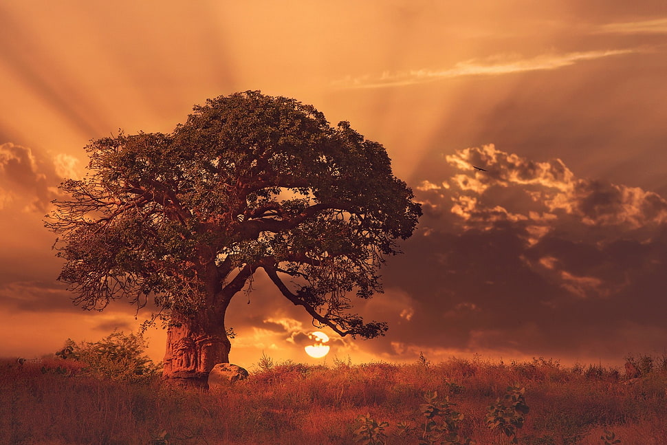 brown tree in field during sunet, nature, landscape, sunset, trees HD wallpaper