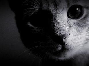 grayscale of cat face HD wallpaper
