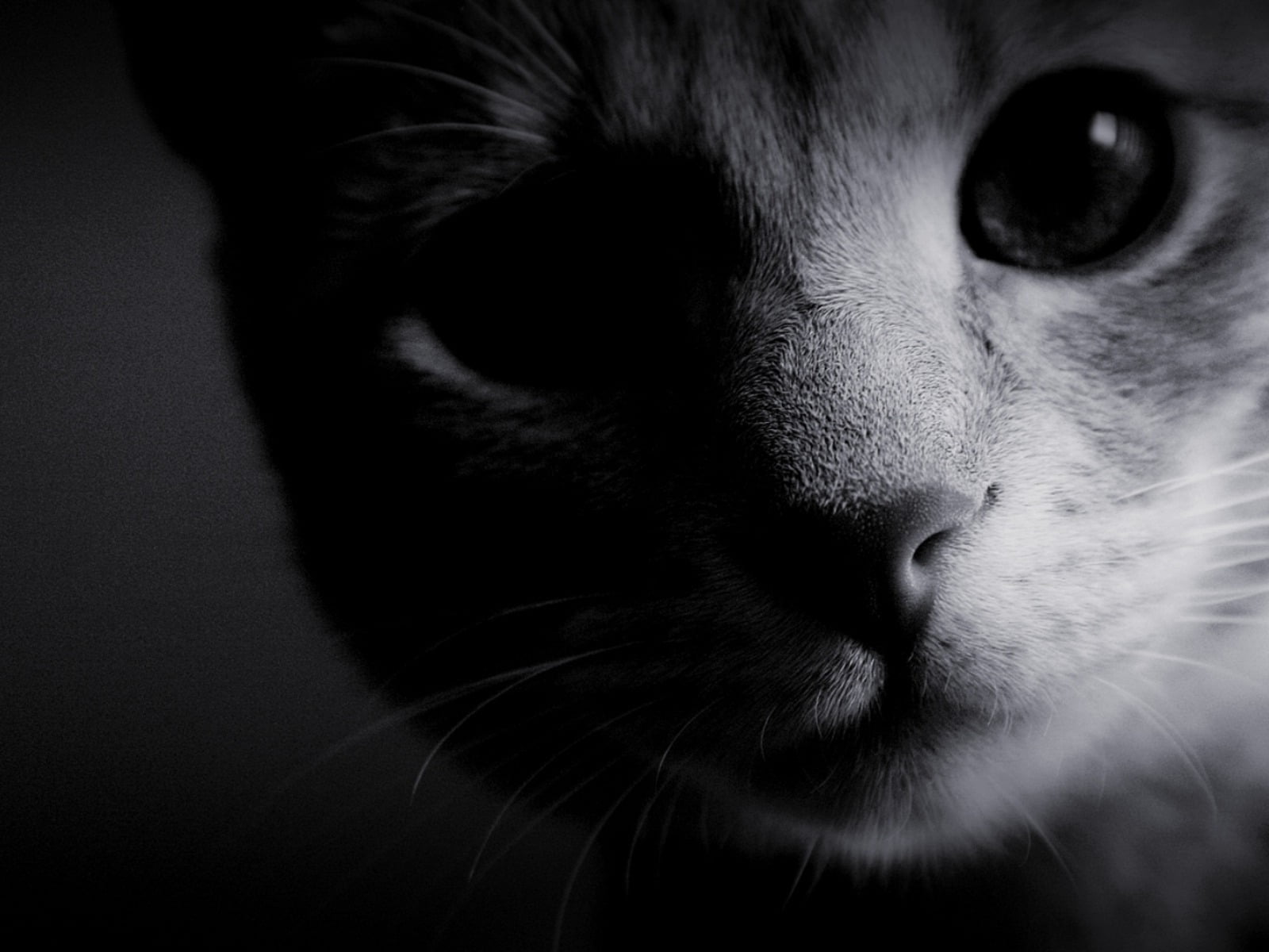 grayscale of cat face