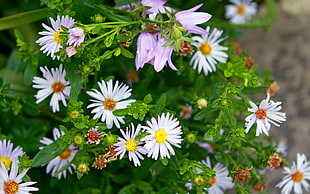 white Aster flowers in bloom close-up photo HD wallpaper
