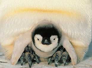photo of penguin HD wallpaper