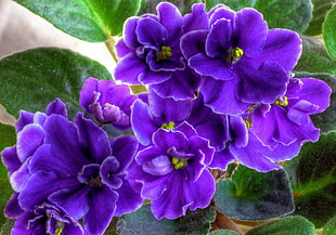 macro shot of purple flower HD wallpaper