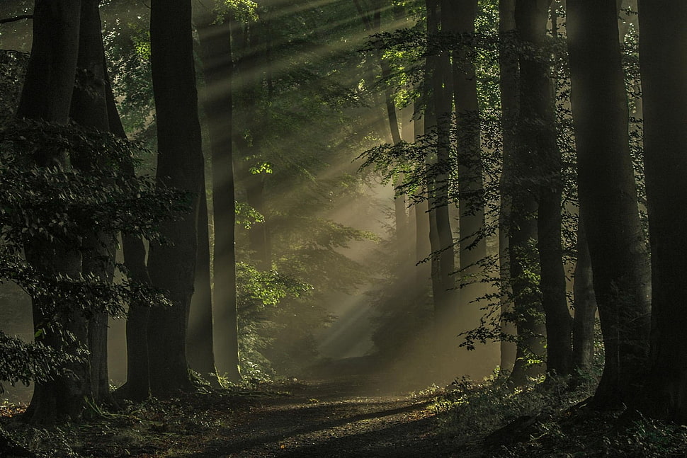 brown tree trunks, nature, landscape, mist, forest HD wallpaper
