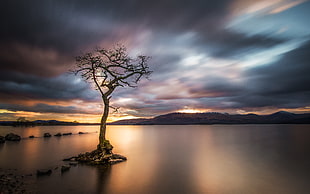 timelapse photography of tree surrounded by body of water, loch lomond