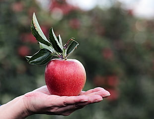 red apple fruit, Apple, Hand, Fruit HD wallpaper