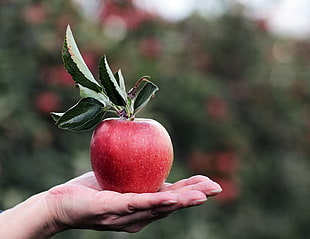 red apple fruit, Apple, Hand, Fruit