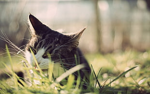 cat eating grass HD wallpaper