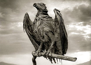 vulture grayscale photo, eagle