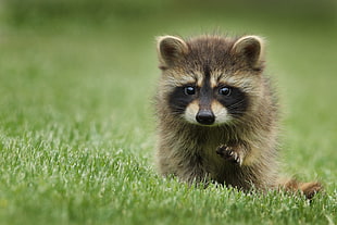 gray and brown raccoon