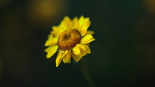 macro shot of yellow flower