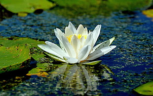 white and yellow petaled flower, lake, lotus flowers, flowers