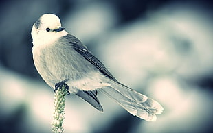selective focus photography of white and gray bird