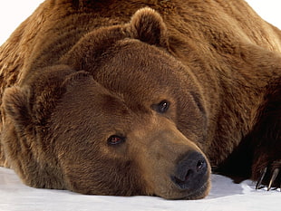 bear lying in snow HD wallpaper