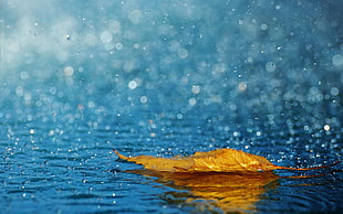 bokeh photography of maple leaf on body of water with droplets of water