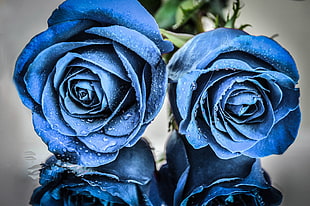 two blue roses, blue flowers, rose, plants, flowers