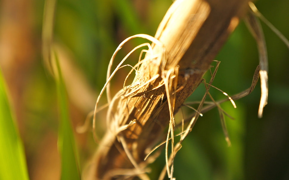 sugar cane in close-up HD wallpaper
