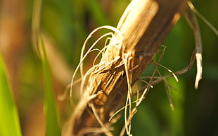 sugar cane in close-up
