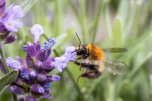black and orange bee, lavender