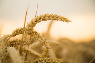 shallow focus photography wheat during daytime