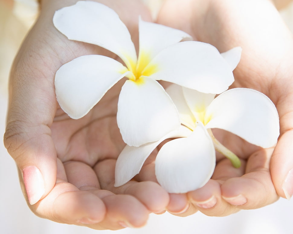 person holding two white 5-petaled flowers HD wallpaper