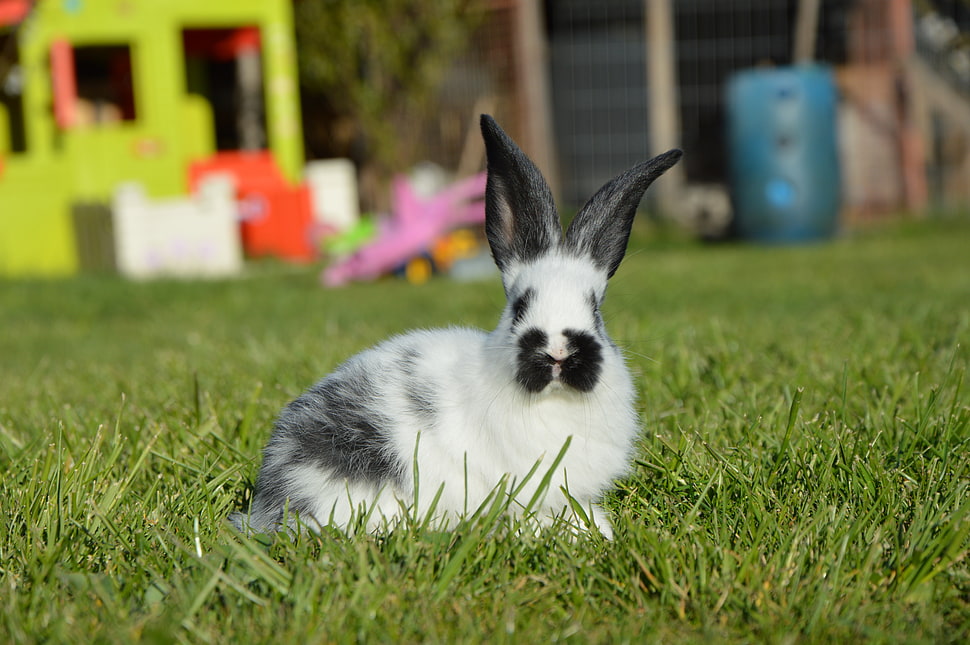 selective focus photography of white rabbit HD wallpaper