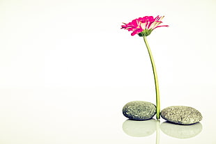 pink Daisy flower and two grey pebbles