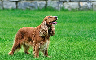 brown medium coated dog on green grass lawn