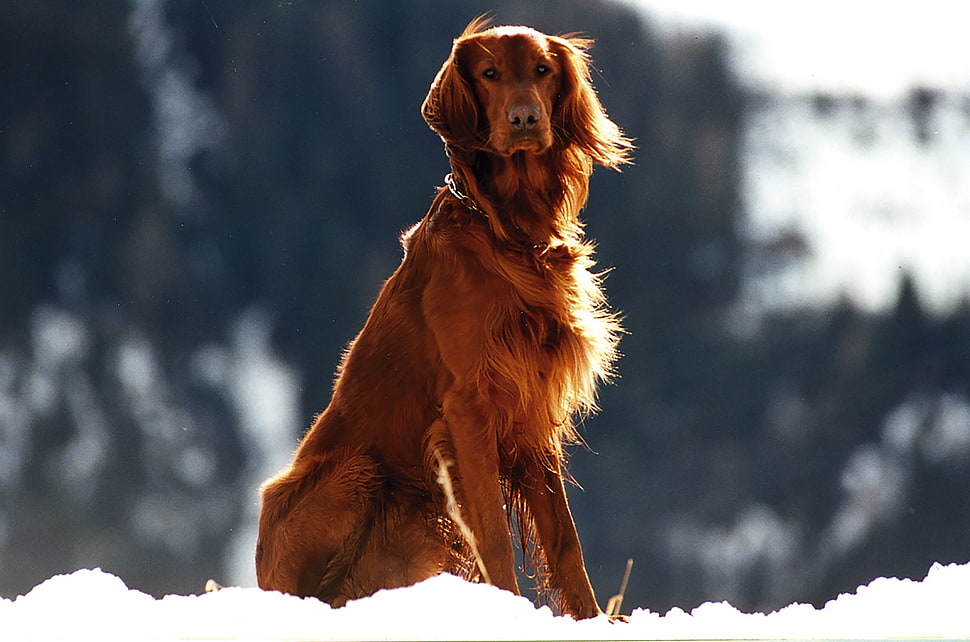 adult Irish setter HD wallpaper