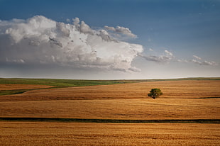 landscape photography of tree and grasses during daytime
