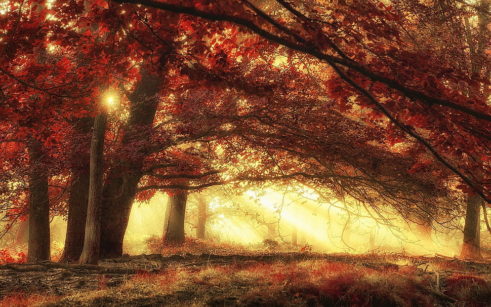 brown leaf trees HD wallpaper