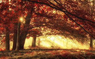 brown leaf trees