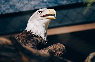 bald eagle, Bald eagle, Eagle, Bird HD wallpaper