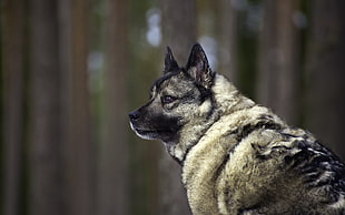 black and tan German Shepherd puppy, animals, wolf