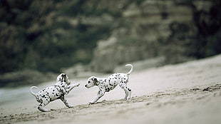 two white-and-black Dalmatian puppies, Dalmatian, puppies, depth of field, sand