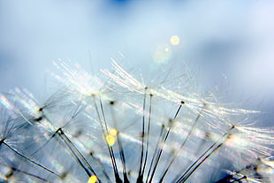 close up photo of white dandelion HD wallpaper