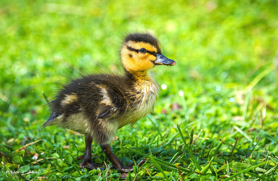 duckling standing on grass HD wallpaper