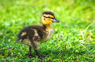 duckling standing on grass