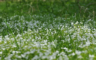 white petaled flower field on green grass at daytime