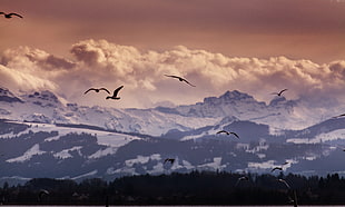 silhouette of flock of birds HD wallpaper