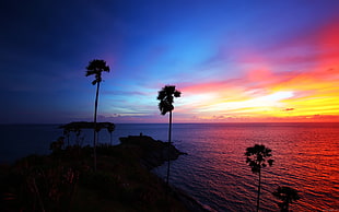 palm trees, island, sunset, palm trees, landscape HD wallpaper