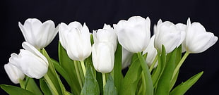 white rose scenery, tulips