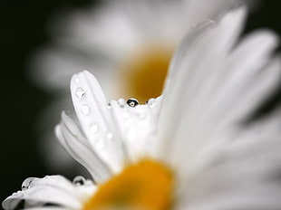 closeup photography of Daisy Flower with water dew HD wallpaper