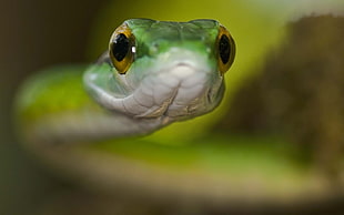 selective focus photo of green and white snake