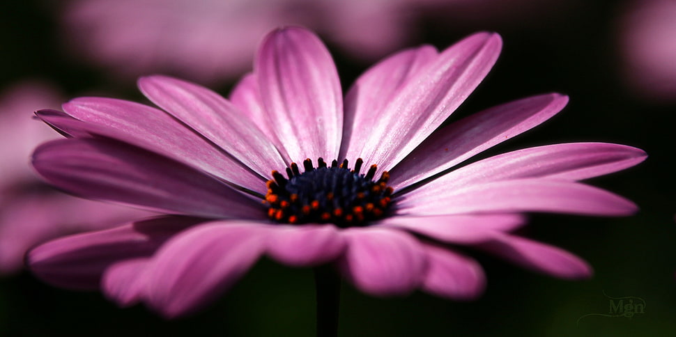 Close up photography of purple daisy HD wallpaper | Wallpaper Flare