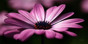 close up photography of purple daisy HD wallpaper